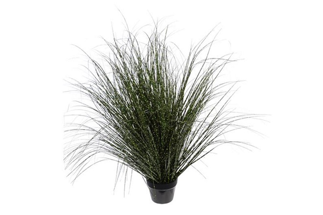 zebra grass 04.jpg zebra grass 04.jpg